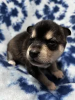 Grant, a male Alaskan Klee Kai for sale in Elkhart, IN – 1 of 4
