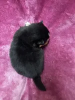 Razzle - Fluffy, a female Pomeranian and Alaskan Klee Kai for sale in Elkhart, IN – Photo 3 of 5