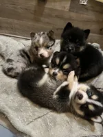 Razzle - Fluffy, a female Pomeranian and Alaskan Klee Kai for sale in Elkhart, IN – Photo 5 of 5