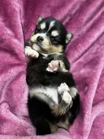 Razzle - Fluffy, a female Pomeranian and Alaskan Klee Kai for sale in Elkhart, IN – Photo 4 of 5