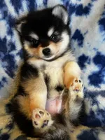 Yuri, a male Alaskan Klee Kai and Pomsky for sale in Elkhart, IN – 6 of 6