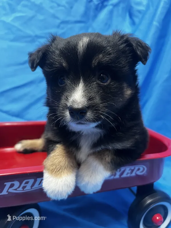 Crumpet – Alaskan Klee Kai, Toy Australian Shepherd puppy for sale in Elkhart, IN