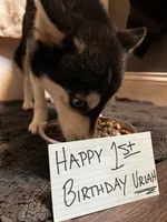 Uriah, a male Alaskan Klee Kai for sale in Elkhart, IN – 8 of 8