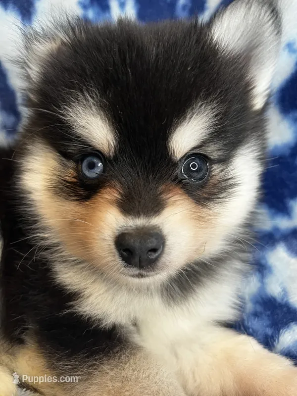 Yuri – Alaskan Klee Kai, Pomsky puppy for sale in Elkhart, IN