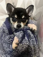 Grant - Petite, a male Alaskan Klee Kai for sale in Elkhart, IN – 3 of 7