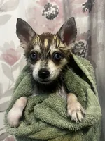 Clay, a male Alaskan Klee Kai for sale in Elkhart, IN – 3 of 7
