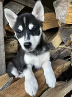Xikel, a male Alaskan Klee Kai and Pomsky for sale in Elkhart, IN – 2 of 9