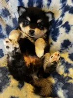 Ilow, a male Alaskan Klee Kai for sale in Elkhart, IN – 4 of 4