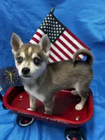 Clay, a male Alaskan Klee Kai for sale in Elkhart, IN – 2 of 7