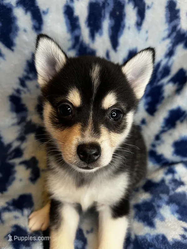Xikel – Alaskan Klee Kai, Pomsky puppy for sale in Elkhart, IN