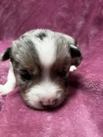 DeeDee, a female Alaskan Klee Kai and Toy Australian Shepherd for sale in Elkhart, IN – 4 of 5