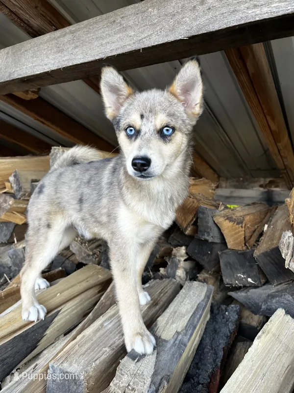 TukTuk – Alaskan Klee Kai, Pomsky puppy for sale in Elkhart, IN