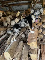 Brooke, a female Alaskan Klee Kai and Toy Australian Shepherd for sale in Elkhart, IN – 2 of 10