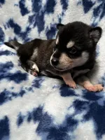 Ender, a male Alaskan Klee Kai for sale in Elkhart, IN – 1 of 4
