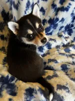 Xikel, a male Alaskan Klee Kai and Pomsky for sale in Elkhart, IN – 4 of 6