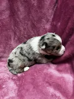 DeeDee, a female Alaskan Klee Kai and Toy Australian Shepherd for sale in Elkhart, IN – 2 of 5