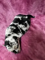 Sisu, a female Alaskan Klee Kai and Pomsky for sale in Elkhart, IN – 4 of 5