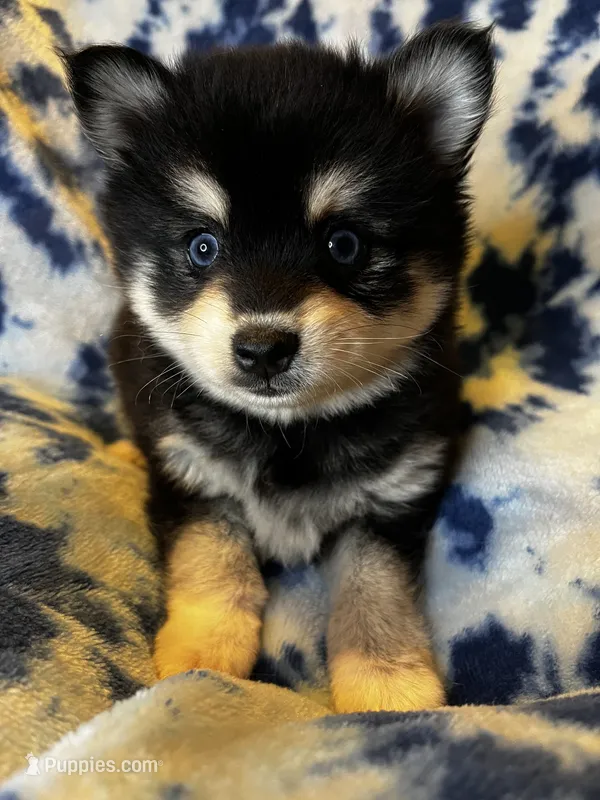 Ilow – Alaskan Klee Kai puppy for sale in Elkhart, IN