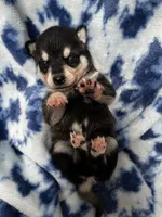 Ender, a male Alaskan Klee Kai for sale in Elkhart, IN – 4 of 4