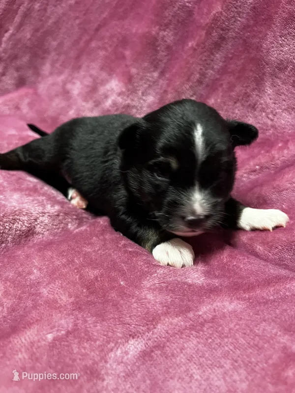 Crumpet – Alaskan Klee Kai, Toy Australian Shepherd puppy for sale in Elkhart, IN
