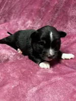 Crumpet, a female Alaskan Klee Kai and Toy Australian Shepherd for sale in Elkhart, IN – 1 of 4