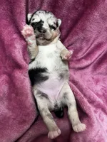 Sisu, a female Alaskan Klee Kai and Pomsky for sale in Elkhart, IN – 5 of 5