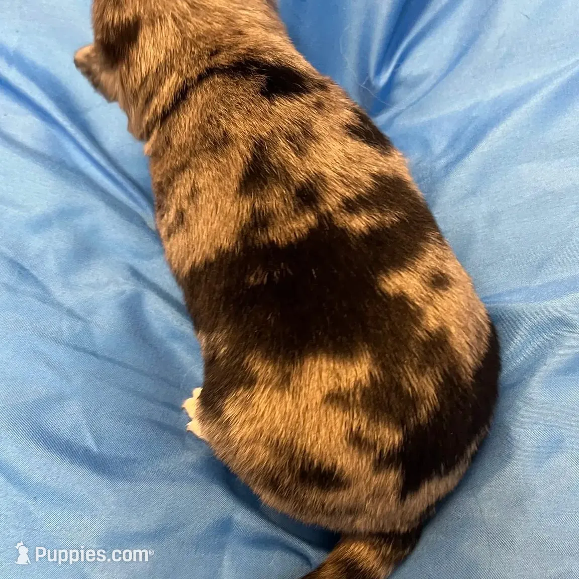 Xavier -Blue Eyes, a male Alaskan Klee Kai and Toy Australian Shepherd for sale in Elkhart, IN – Photo 7 of 8