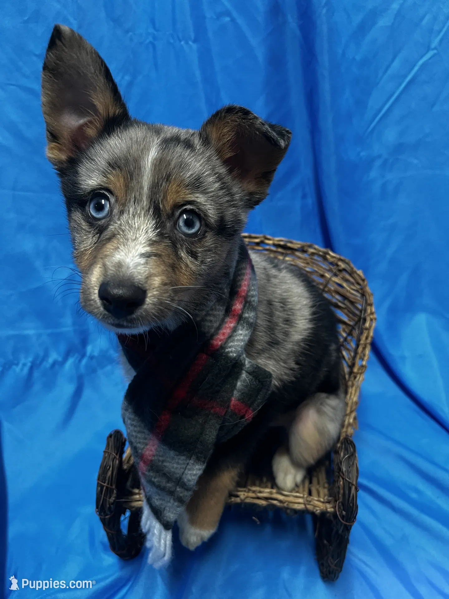 Xavier -Blue Eyes – Alaskan Klee Kai and Toy Australian Shepherd