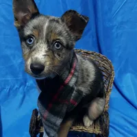 Xavier -Blue Eyes, a male Alaskan Klee Kai and Toy Australian Shepherd for sale in Elkhart, IN – Photo 1 of 8