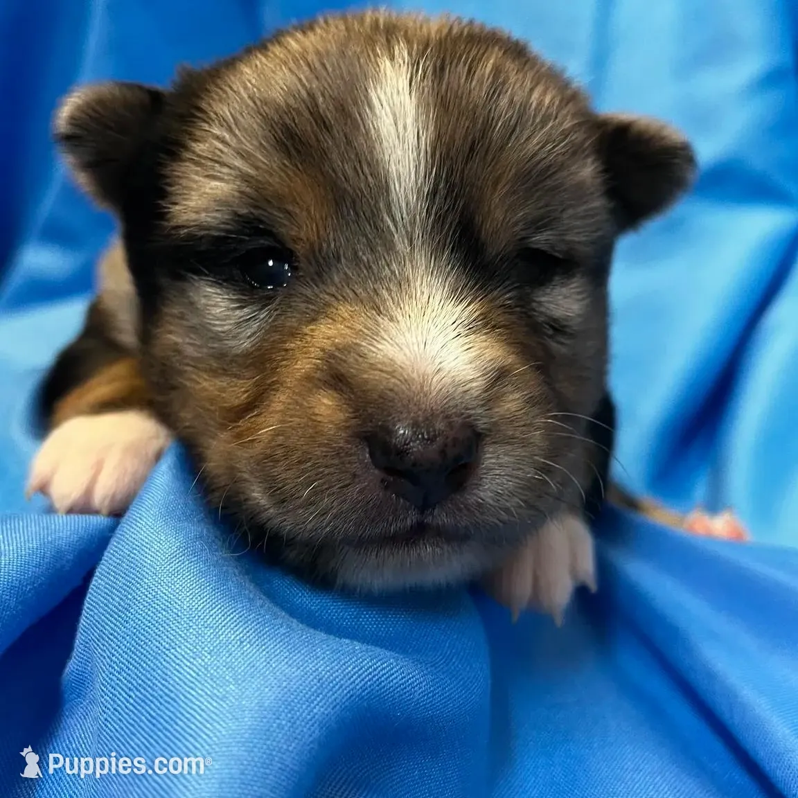 Xavier -Blue Eyes, a male Alaskan Klee Kai and Toy Australian Shepherd for sale in Elkhart, IN – Photo 8 of 8