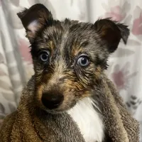 Xavier -Blue Eyes, a male Alaskan Klee Kai and Toy Australian Shepherd for sale in Elkhart, IN – Photo 5 of 8