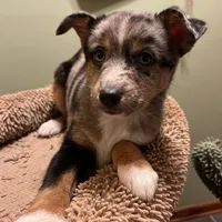 Xavier -Blue Eyes, a male Alaskan Klee Kai and Toy Australian Shepherd for sale in Elkhart, IN – Photo 6 of 8