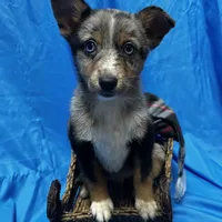 Xavier -Blue Eyes, a male Alaskan Klee Kai and Toy Australian Shepherd for sale in Elkhart, IN – Photo 2 of 8