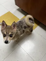 TukTuk, a male Alaskan Klee Kai and Pomsky for sale in Elkhart, IN – 2 of 7