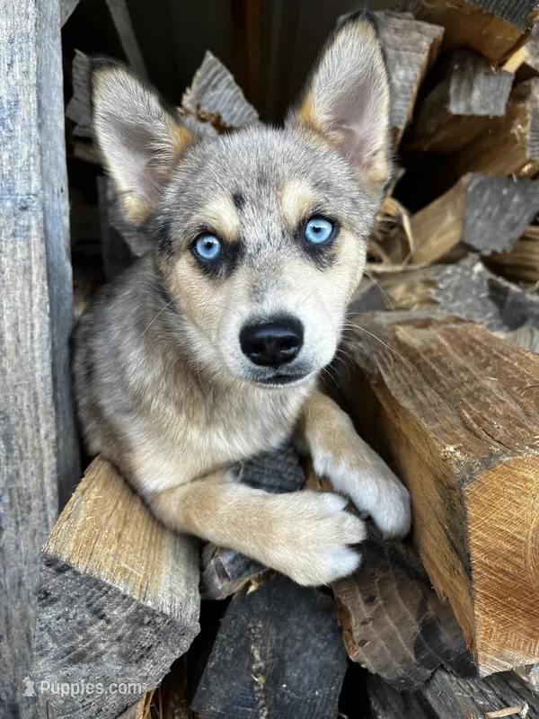 TukTuk – Pomeranian, Alaskan Klee Kai puppy for sale in Elkhart, IN