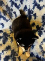 Ilow, a male Alaskan Klee Kai for sale in Elkhart, IN – 3 of 4