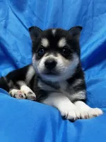 Uriah, a male Alaskan Klee Kai for sale in Elkhart, IN – 4 of 8