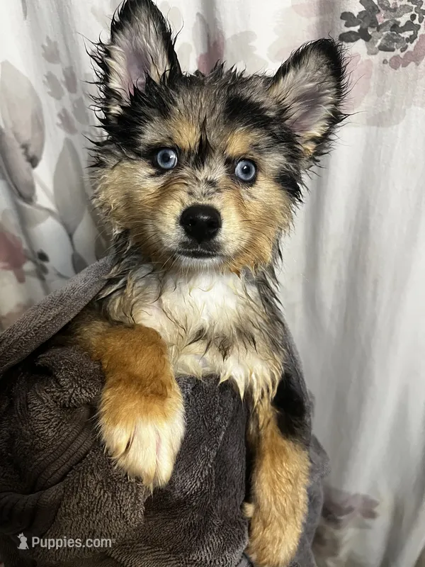 Uki – Pomeranian, Alaskan Klee Kai puppy for sale in Elkhart, IN
