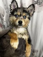 Uki, a male Pomeranian and Alaskan Klee Kai for sale in Elkhart, IN – 1 of 6