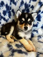 Wakeem, a male Alaskan Klee Kai and Pomsky for sale in Elkhart, IN – 2 of 5