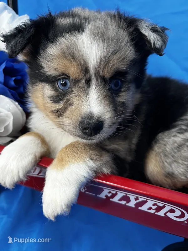 Brooke – Alaskan Klee Kai, Toy Australian Shepherd puppy for sale in Elkhart, IN