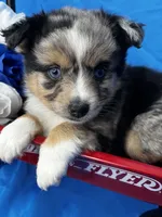 Brooke, a female Alaskan Klee Kai and Toy Australian Shepherd for sale in Elkhart, IN – 1 of 9