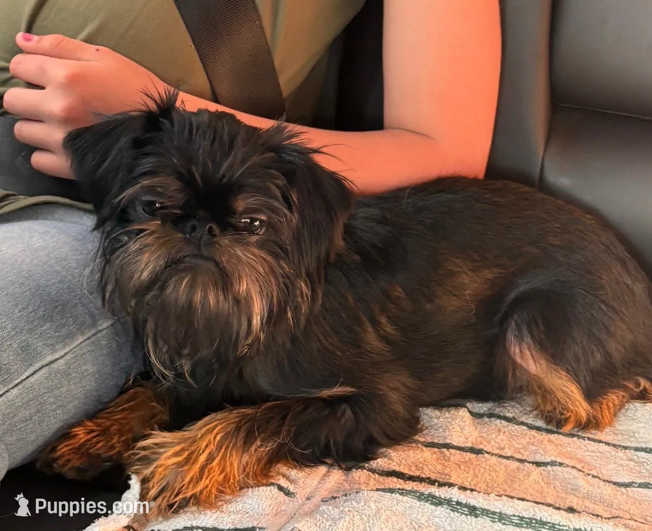 AKC rough female FREE delivery to IL IN lower WI KY, a female Brussels Griffon for sale in Clyde, NC – 6 of 7