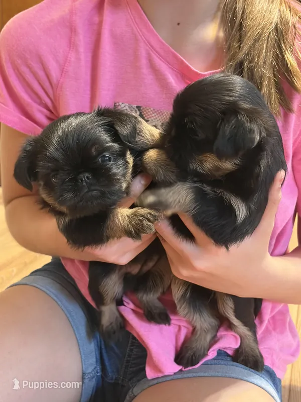 AKC rough female FREE delivery to IL IN lower WI KY – Brussels Griffon puppy for sale in Clyde, NC