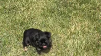 AKC rough female FREE delivery to IL IN lower WI KY, a female Brussels Griffon for sale in Clyde, NC – 4 of 7