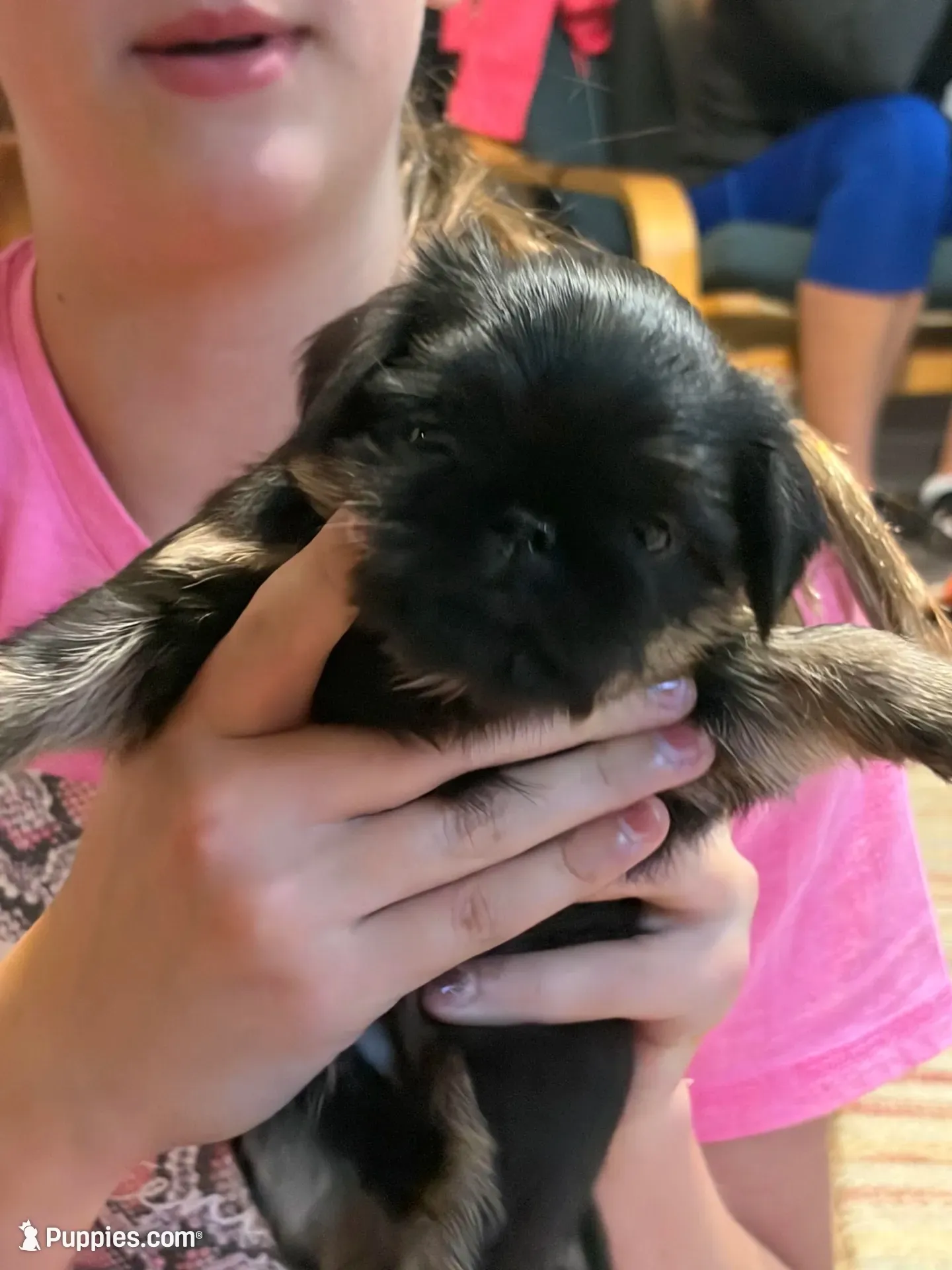 Ready to GO! , a female Brussels Griffon for sale in Clyde, NC – 1 of 7