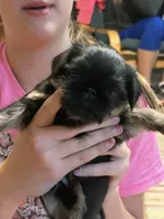 AKC rough female FREE delivery to IL IN lower WI KY, a female Brussels Griffon for sale in Clyde, NC – 3 of 7