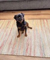 AKC rough female FREE delivery to IL IN lower WI KY, a female Brussels Griffon for sale in Clyde, NC – 7 of 7