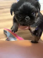 AKC rough female FREE delivery to IL IN lower WI KY, a female Brussels Griffon for sale in Clyde, NC – 5 of 7