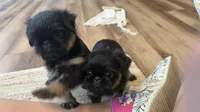 AKC rough female FREE delivery to IL IN lower WI KY, a female Brussels Griffon for sale in Clyde, NC – 2 of 7